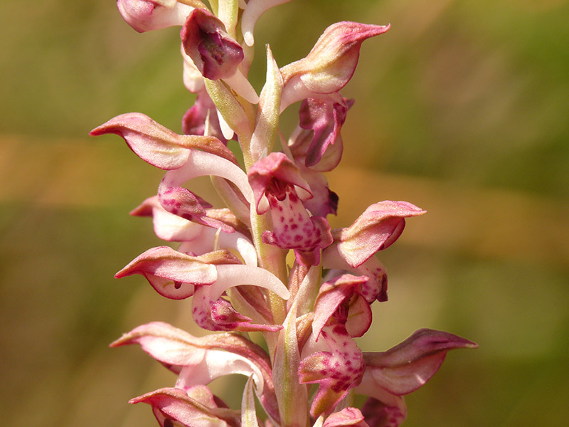Orchis coriophora